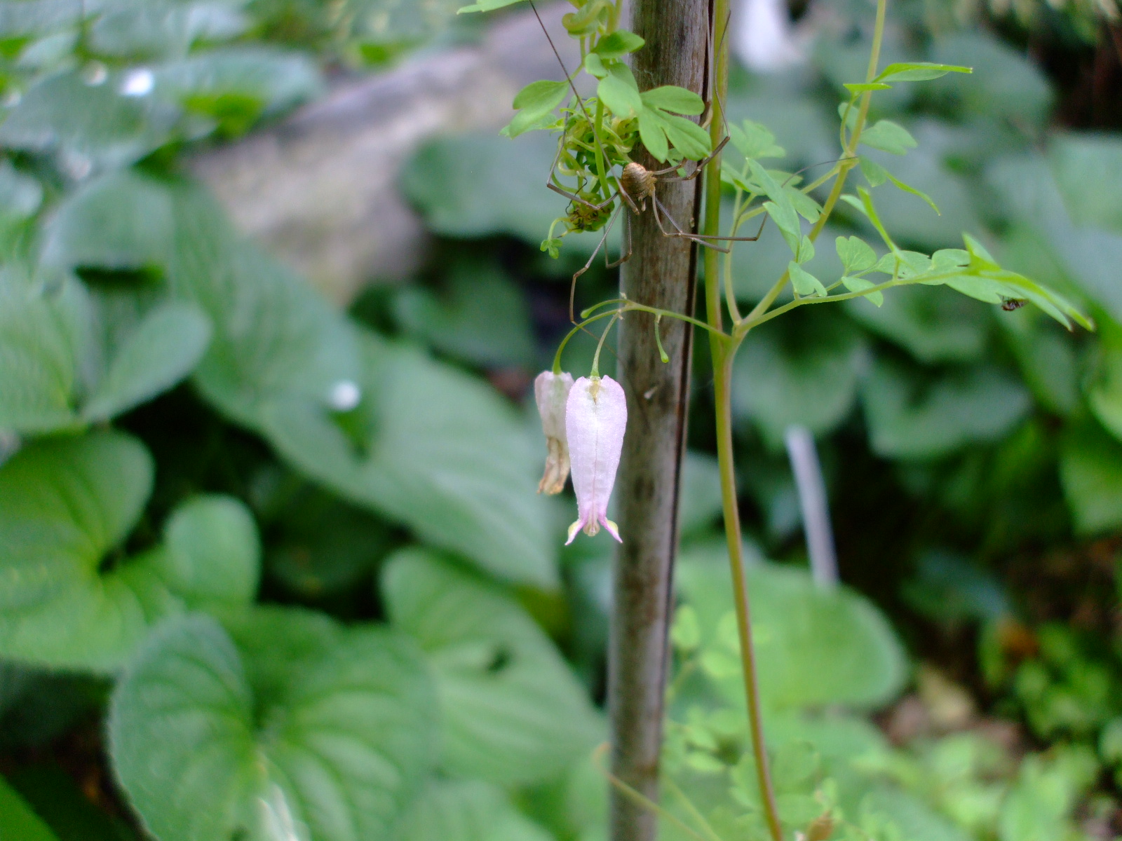Adlumia fungosa
